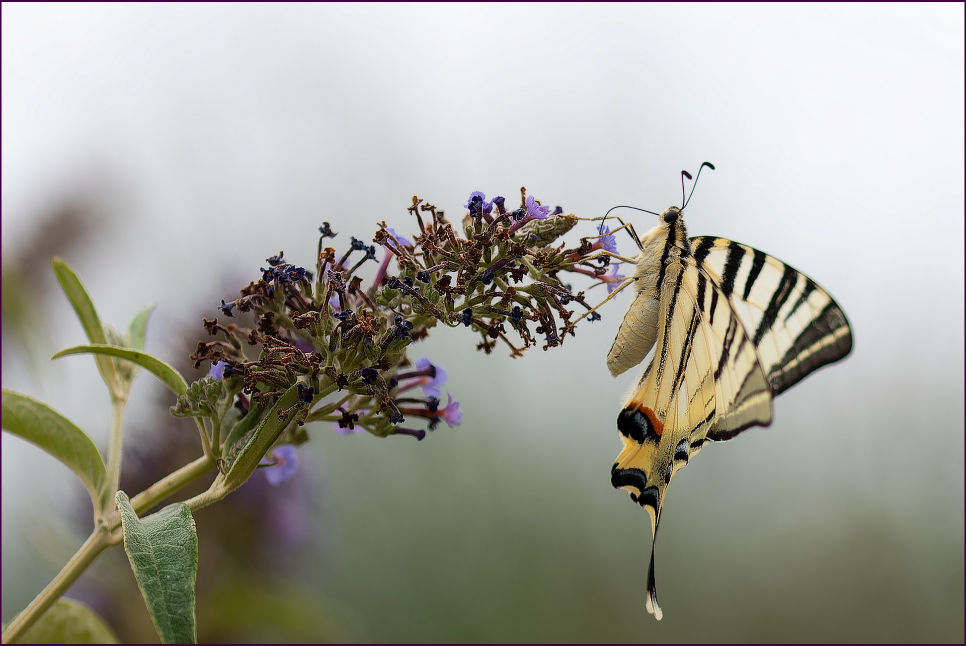 Je butine DSC 0043.2